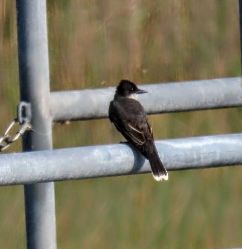 Eastern Kingbird - ML619288621