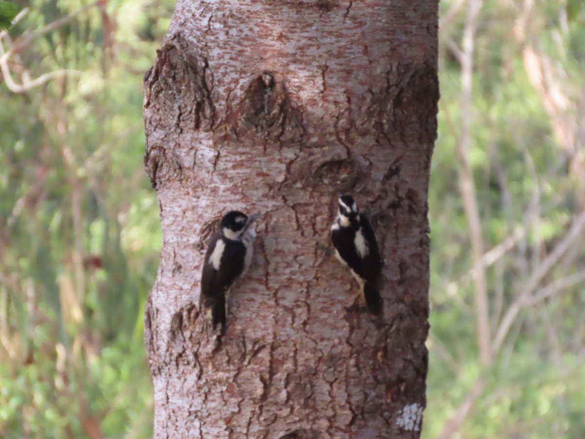 Hairy Woodpecker (Pacific) - Martha Pallin
