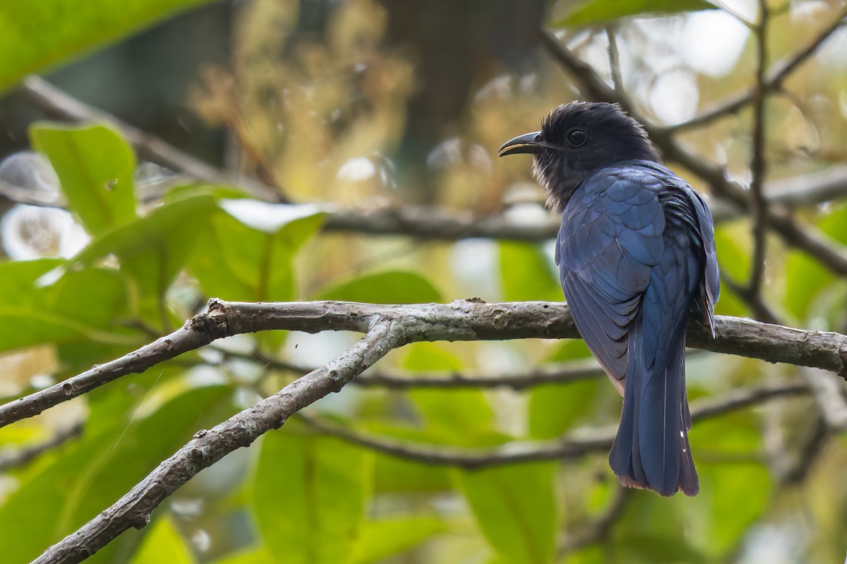 Square-tailed Drongo-Cuckoo - Dubi Shapiro