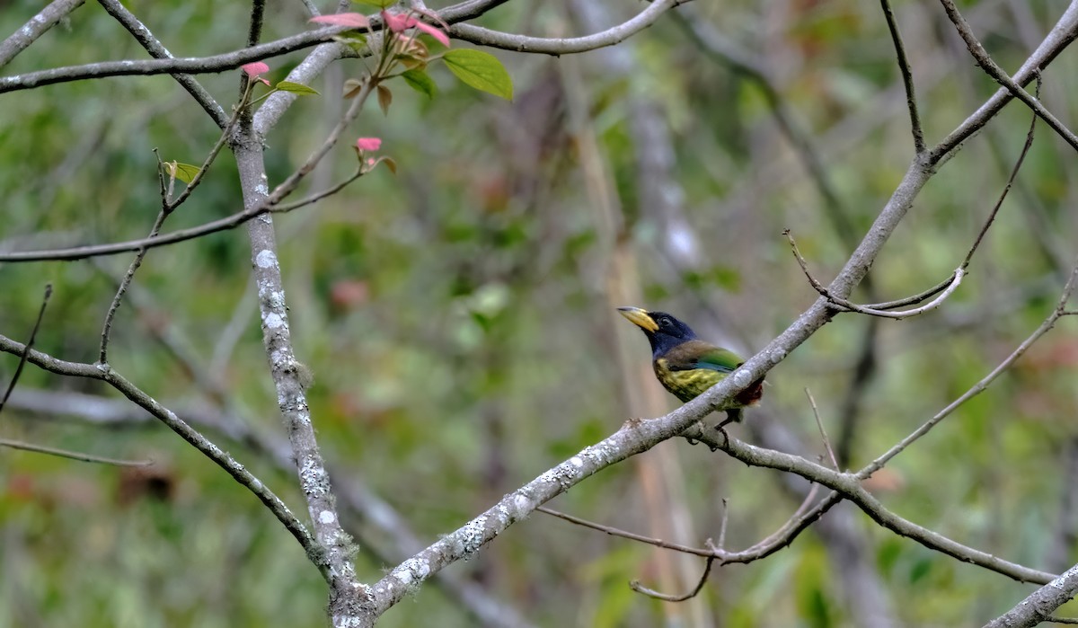 Great Barbet - Nara Jayaraman