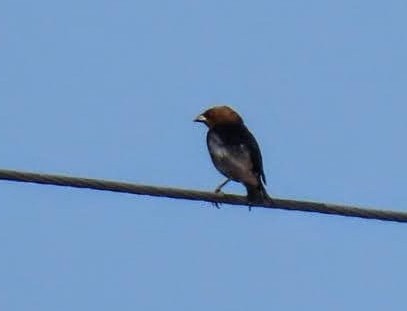 Brown-headed Cowbird - Marcia Yeip