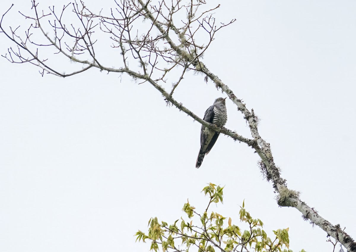 Lesser Cuckoo - Nara Jayaraman