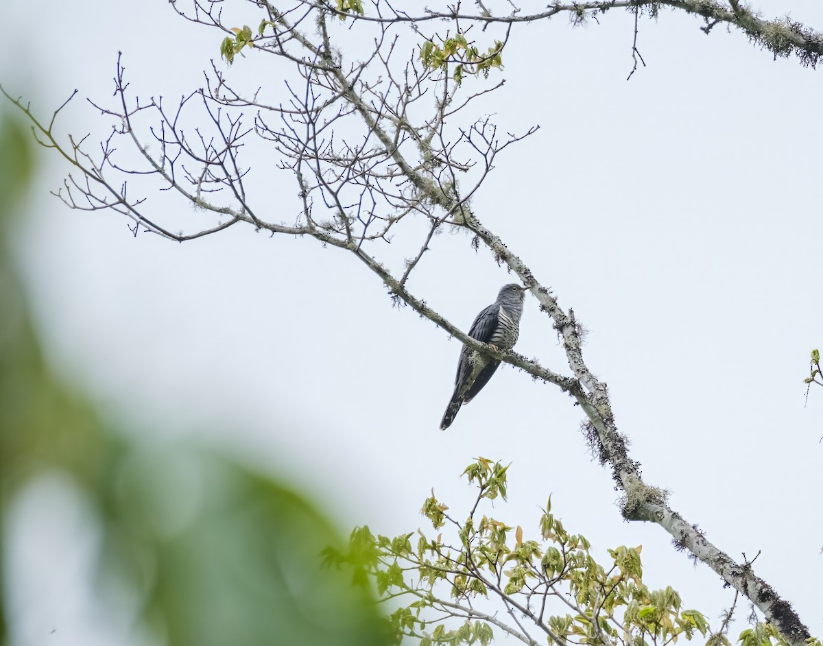 Lesser Cuckoo - Nara Jayaraman