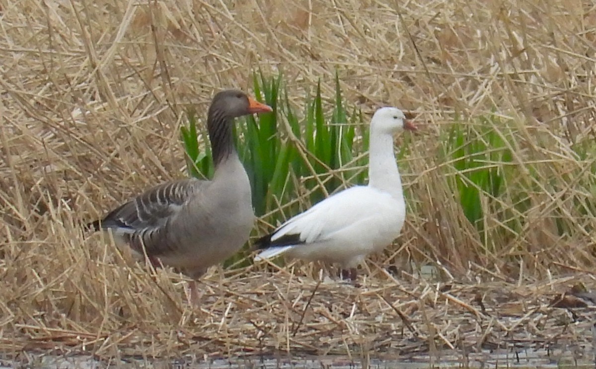 Snow x Ross's Goose (hybrid) - ML619288637