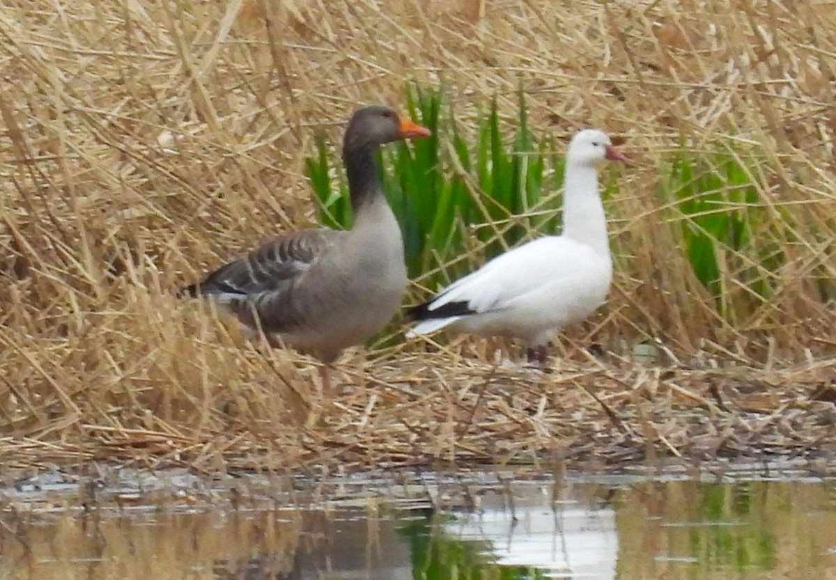 Snow x Ross's Goose (hybrid) - ML619288644