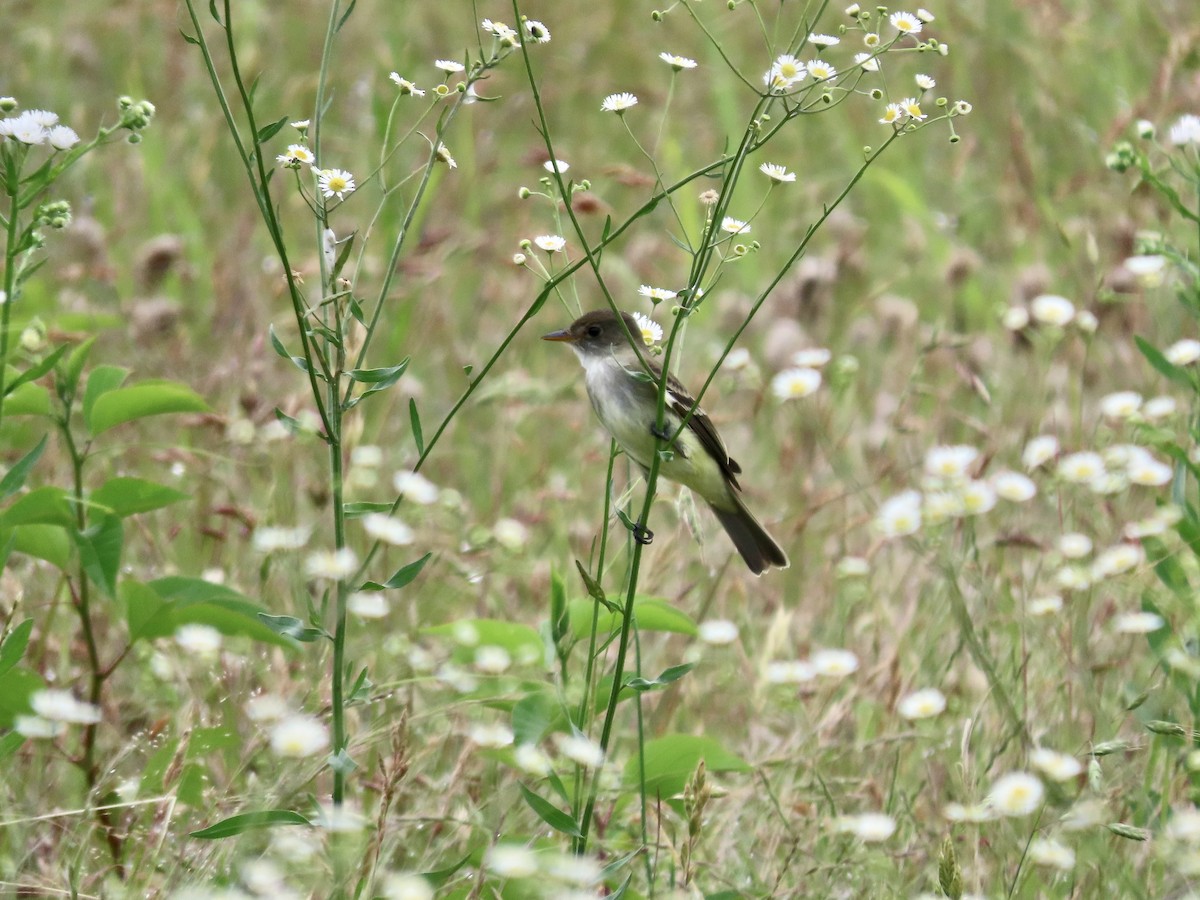 Willow Flycatcher - Alan  Troyer