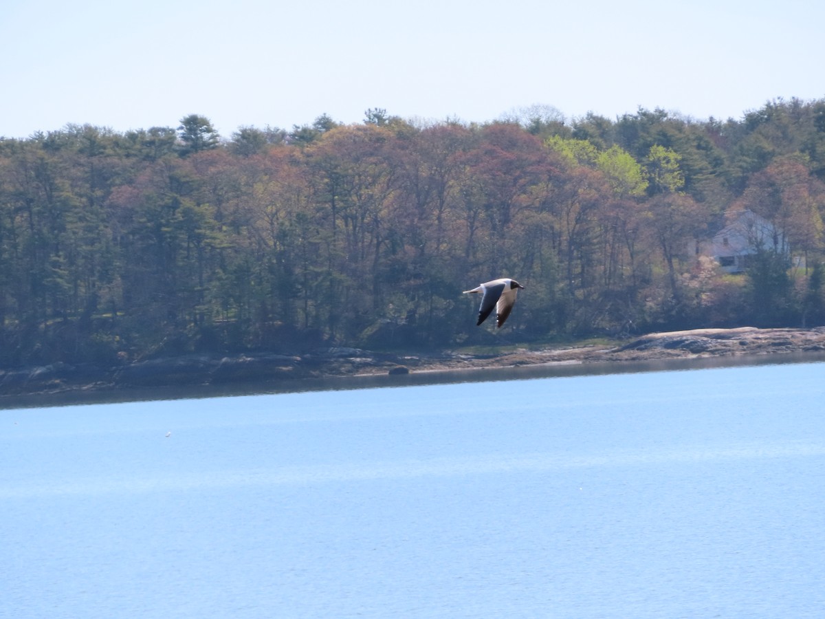 Laughing Gull - ML619288656