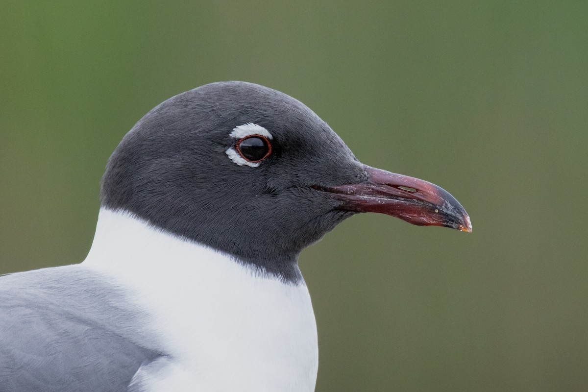 Laughing Gull - ML619288657