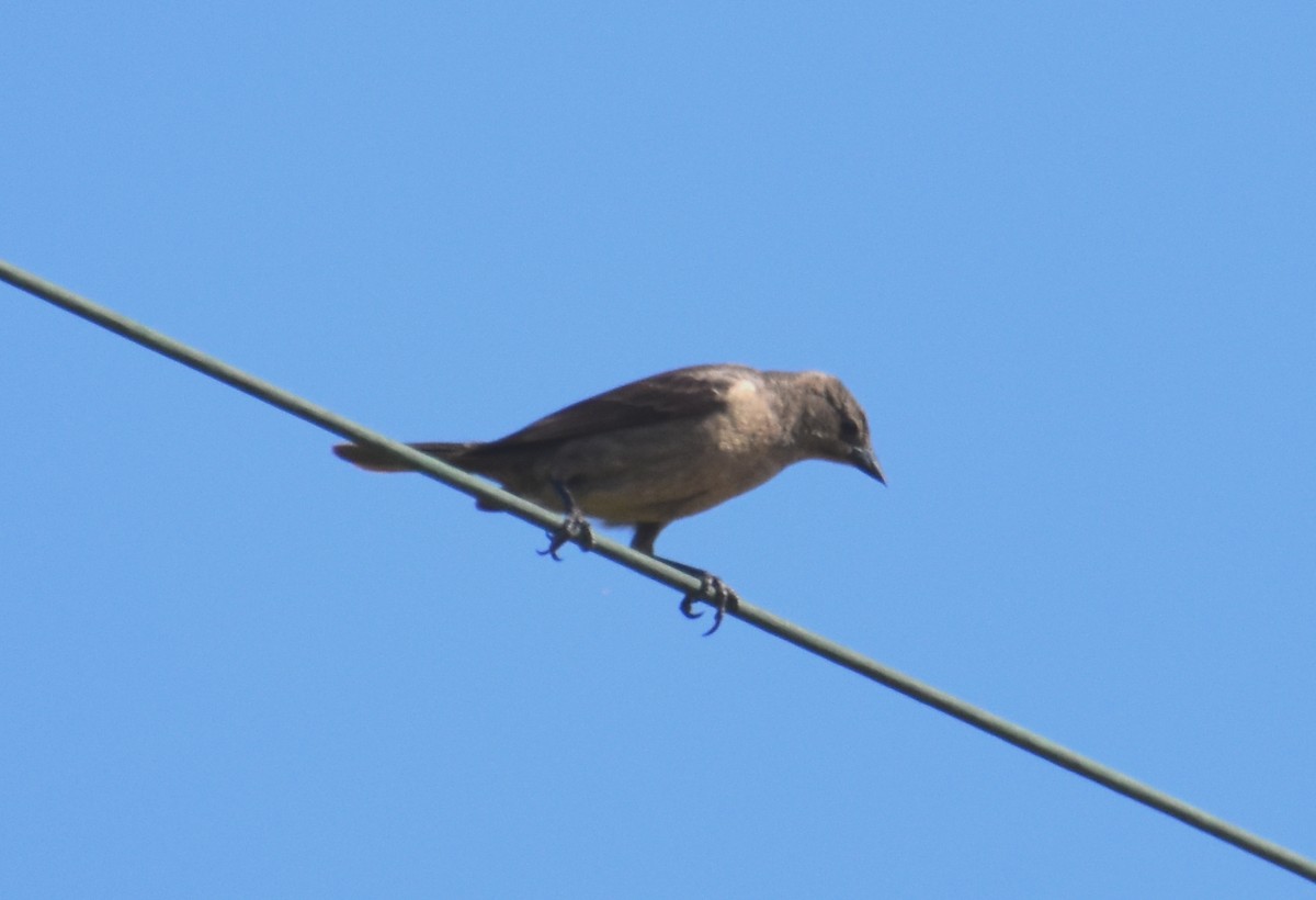 Shiny Cowbird - Luis Munoz