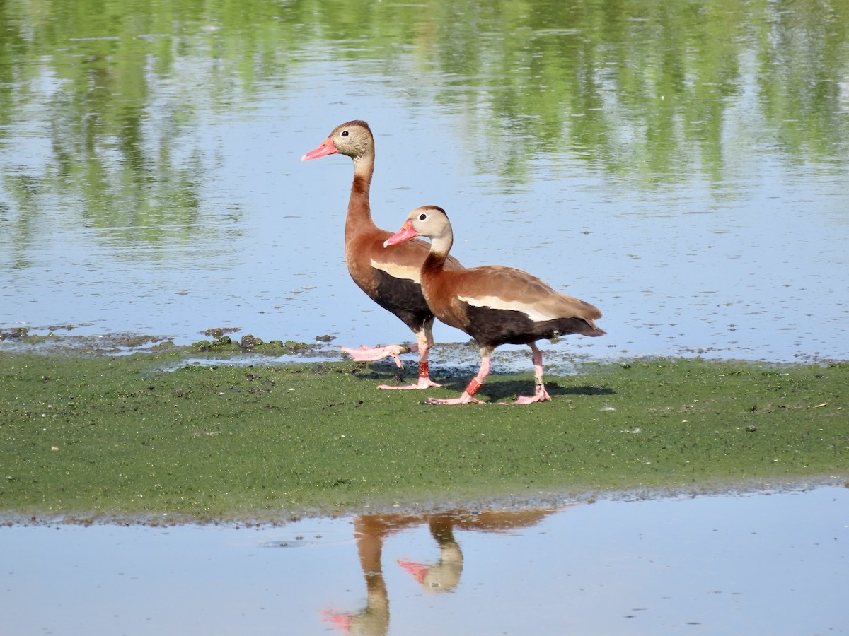 Black-bellied Whistling-Duck - Alan  Troyer