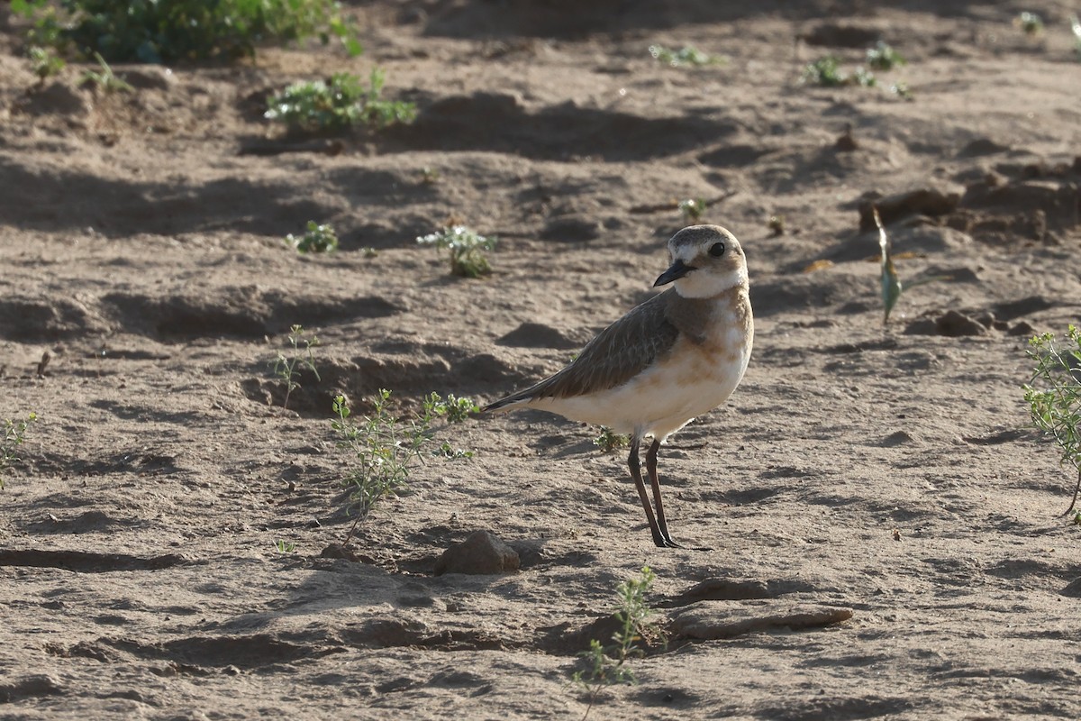 Greater Sand-Plover - Charley Hesse TROPICAL BIRDING