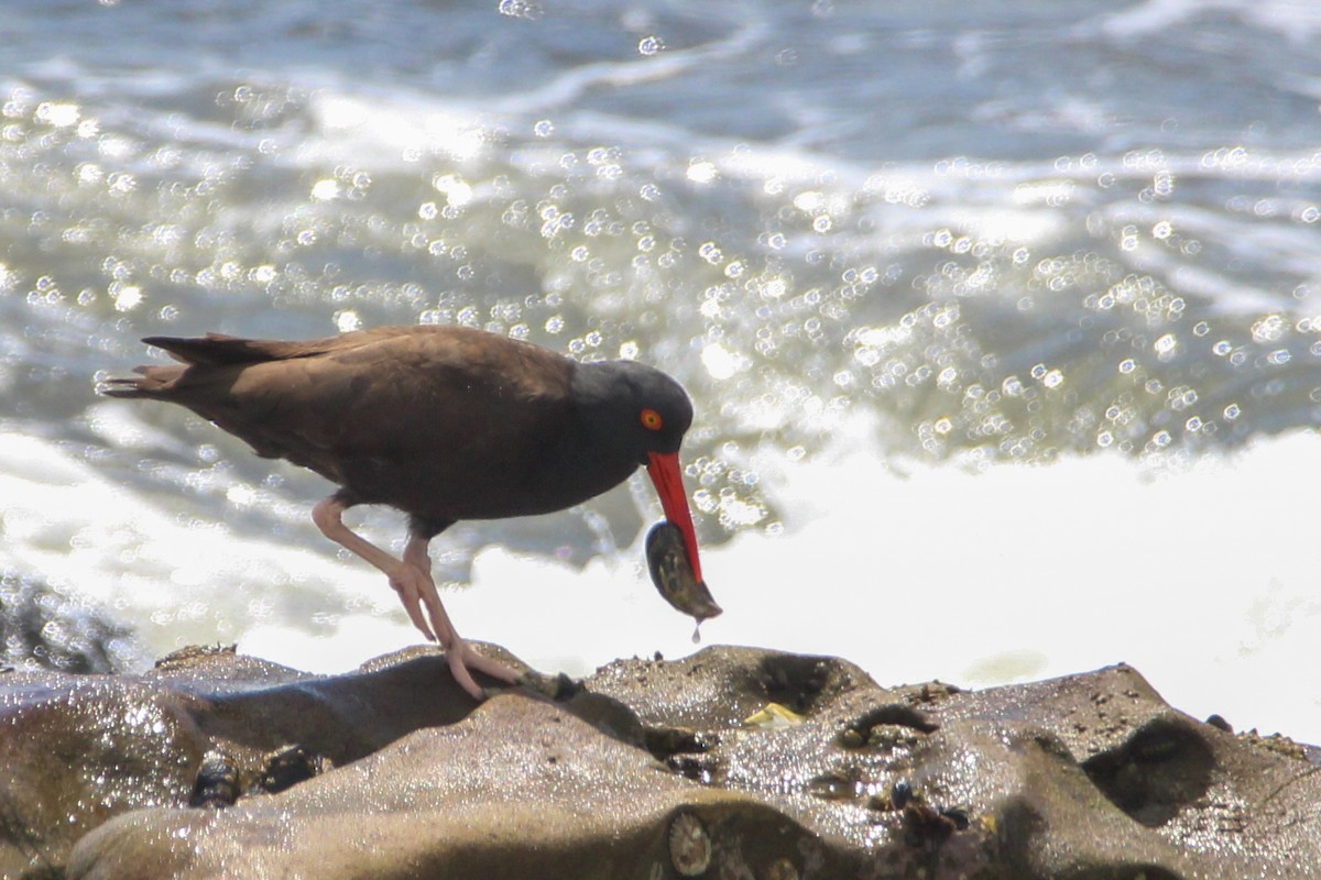 Black Oystercatcher - ML619288685