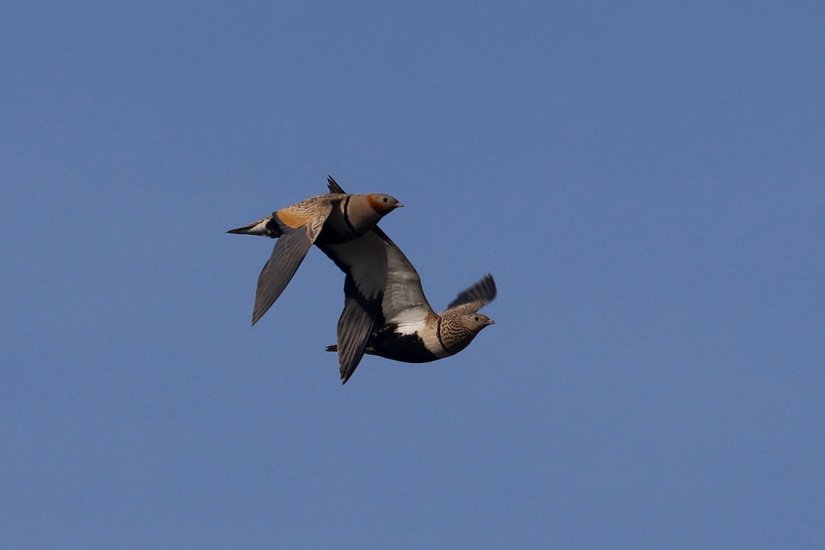 Black-bellied Sandgrouse - Charley Hesse TROPICAL BIRDING