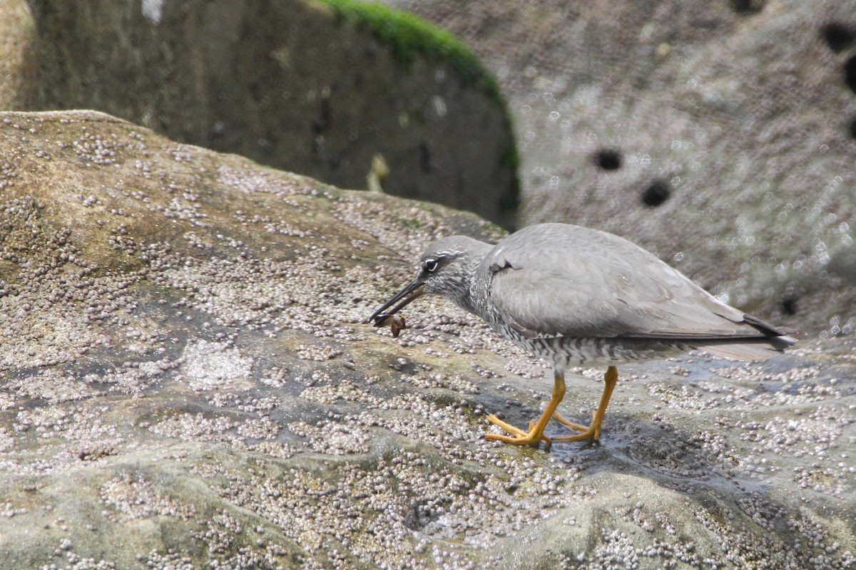 Wandering Tattler - John Wilson