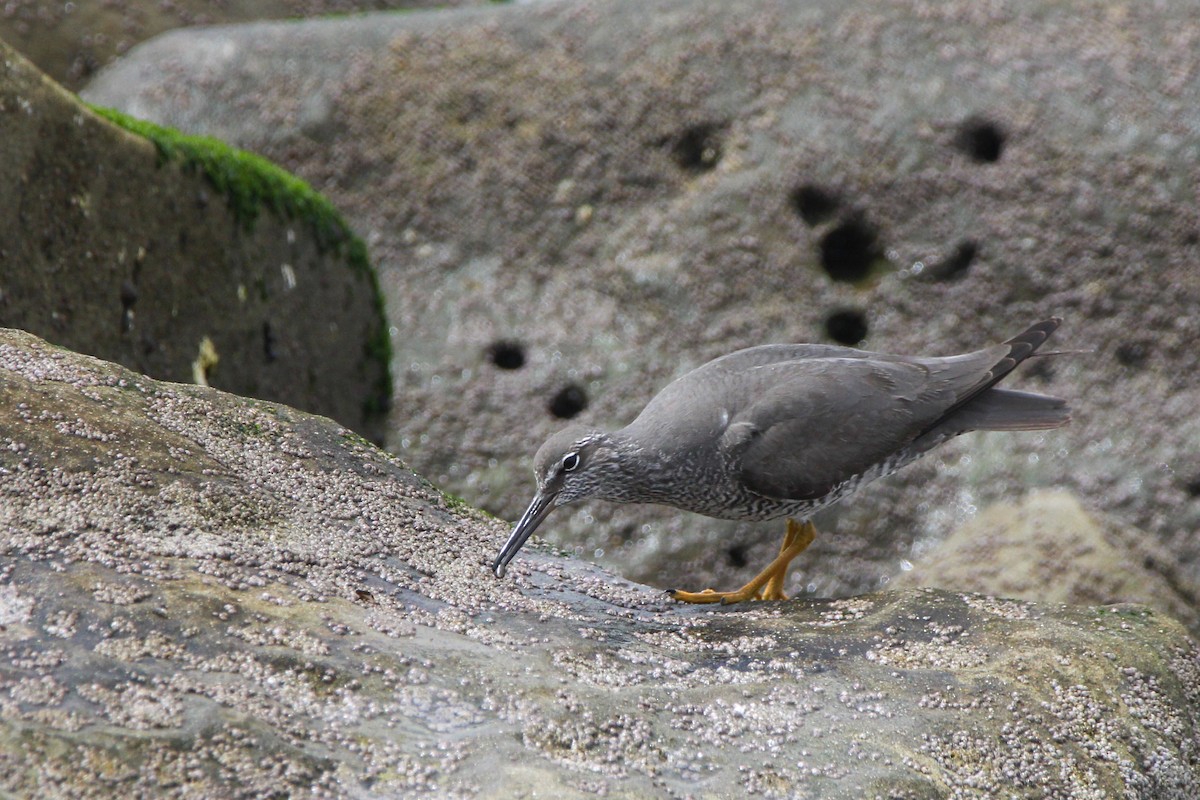 Wandering Tattler - John Wilson