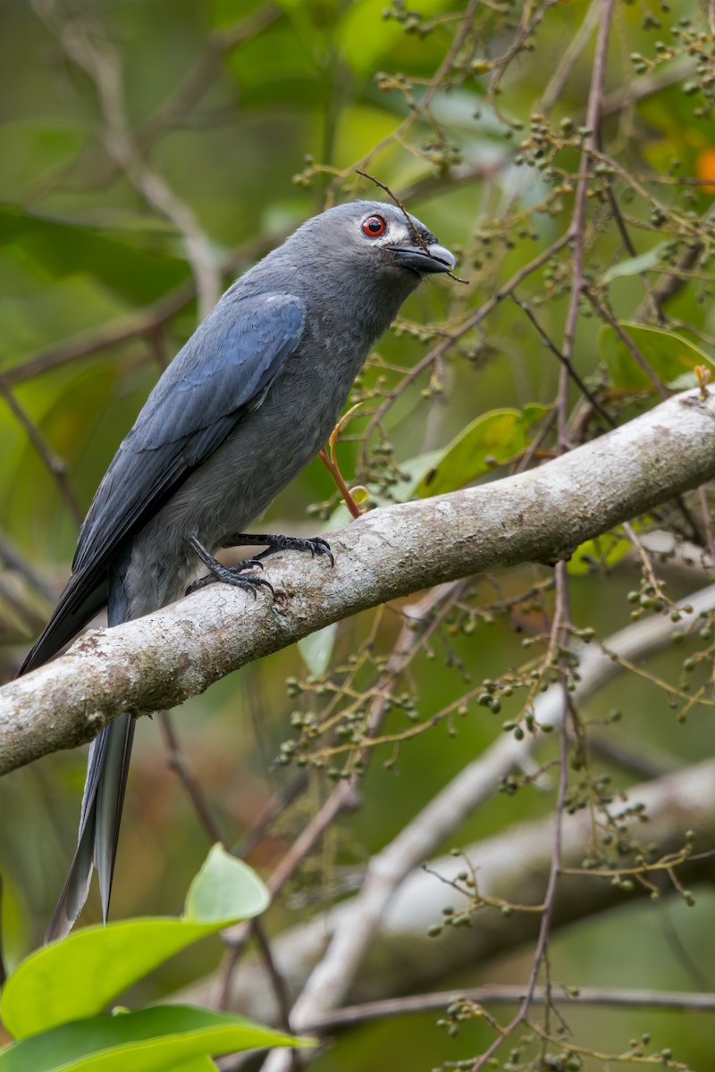 Kül Rengi Drongo - ML619288702