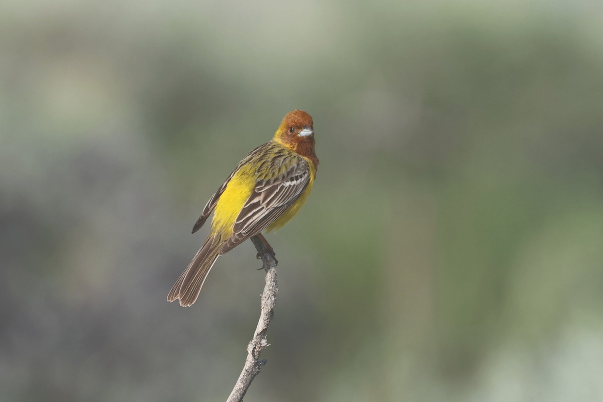 Red-headed Bunting - Charley Hesse TROPICAL BIRDING