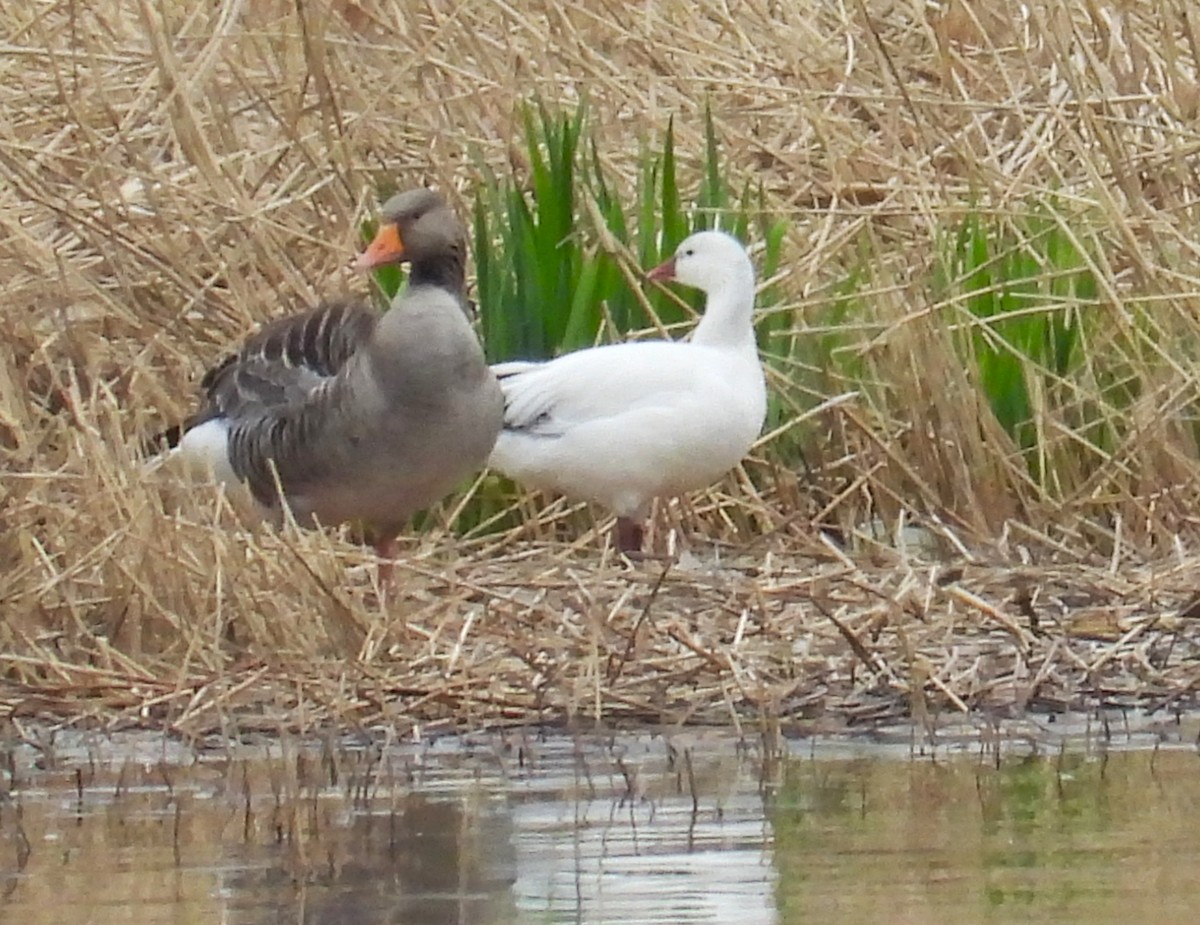 Snow x Ross's Goose (hybrid) - ML619288726