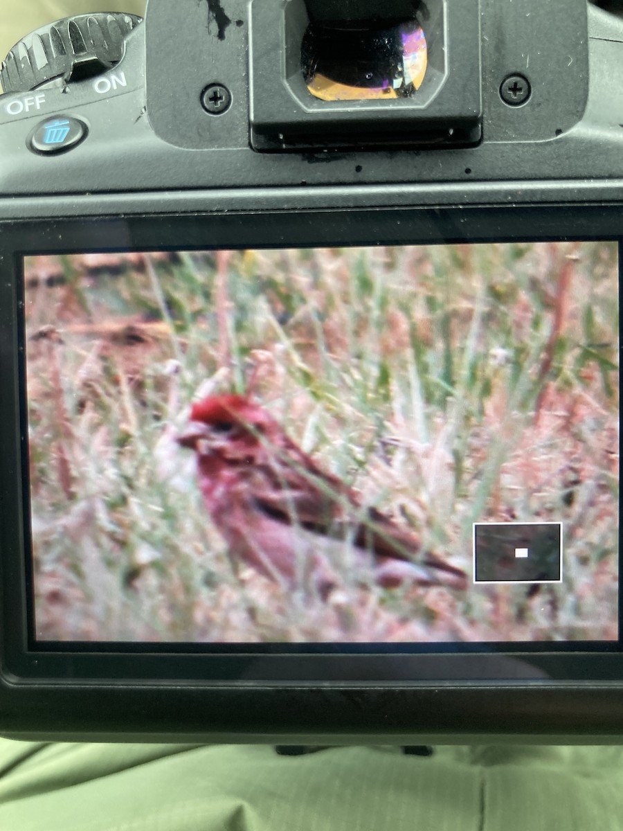 Purple Finch - ML619288727