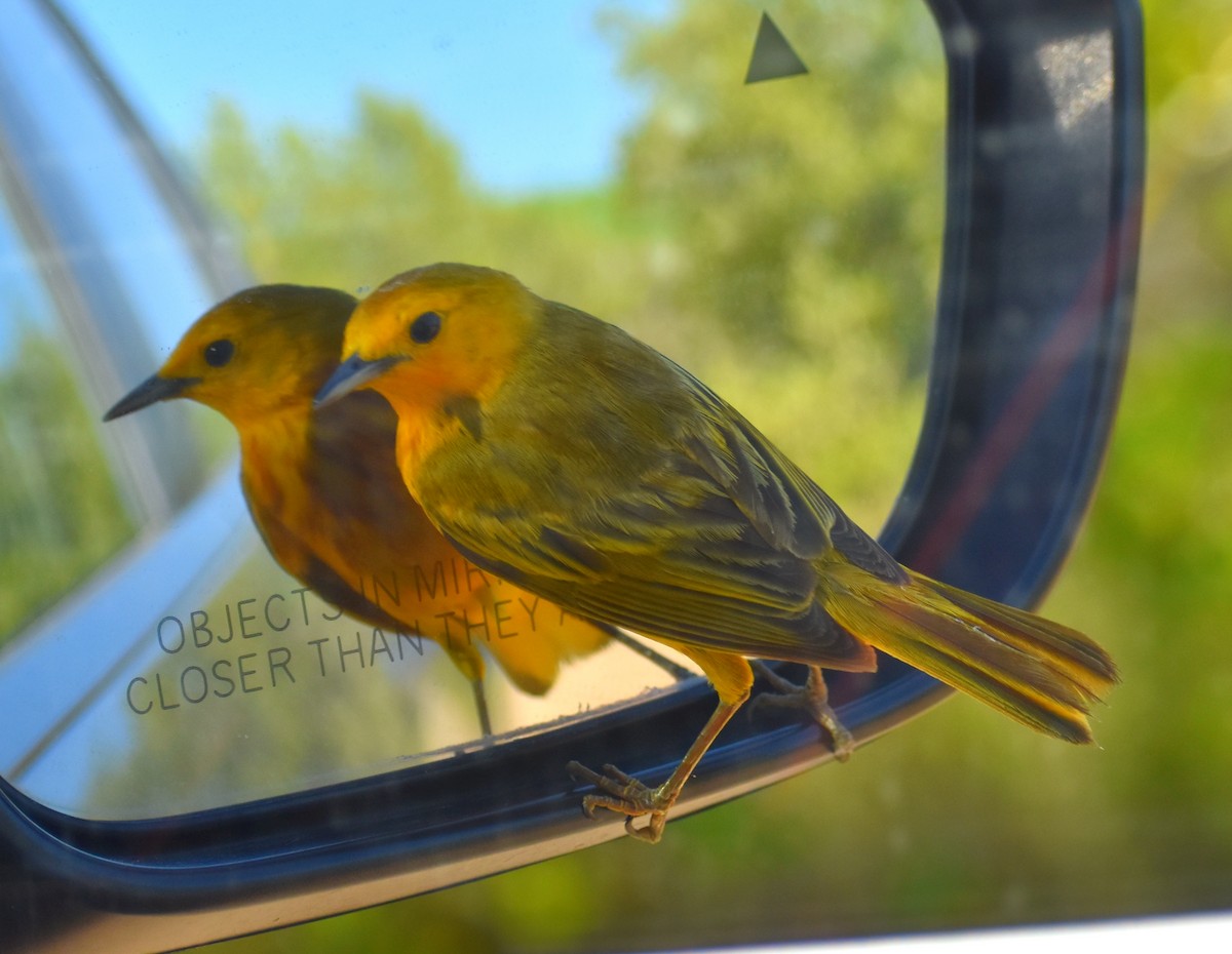 Yellow Warbler - Luis Munoz