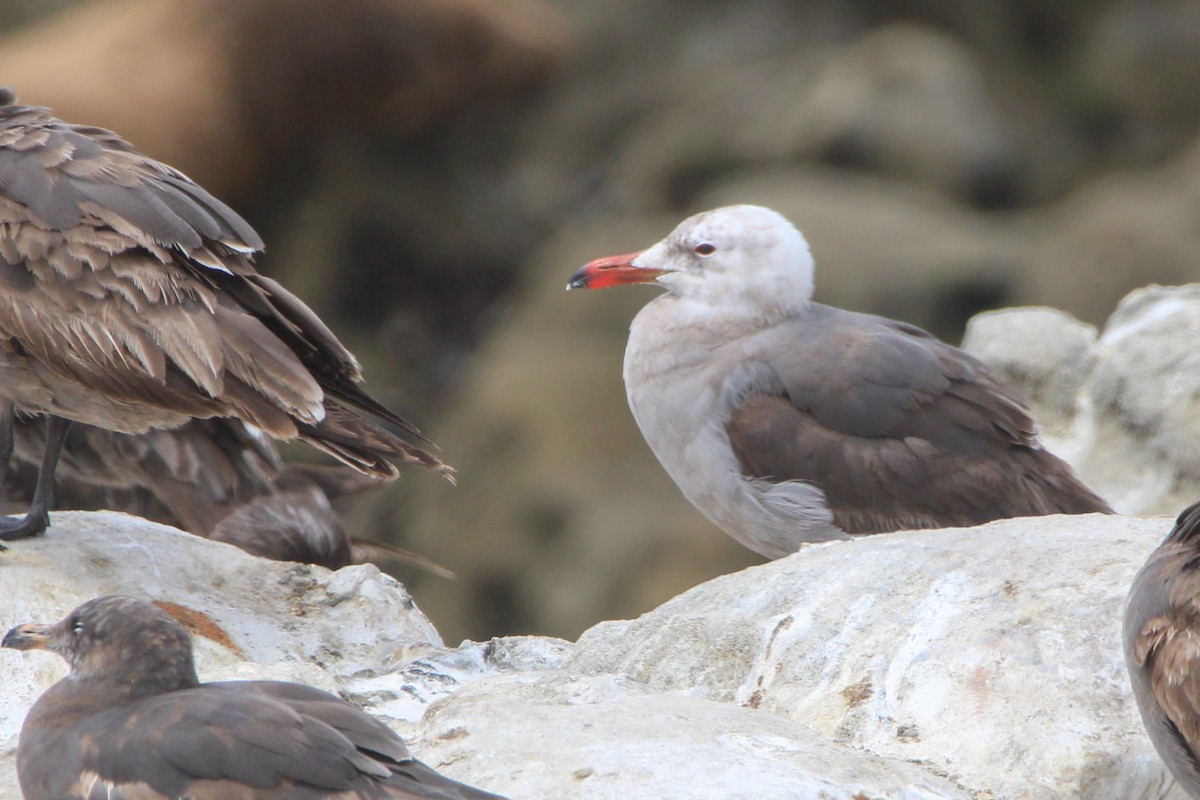 Heermann's Gull - ML619288733