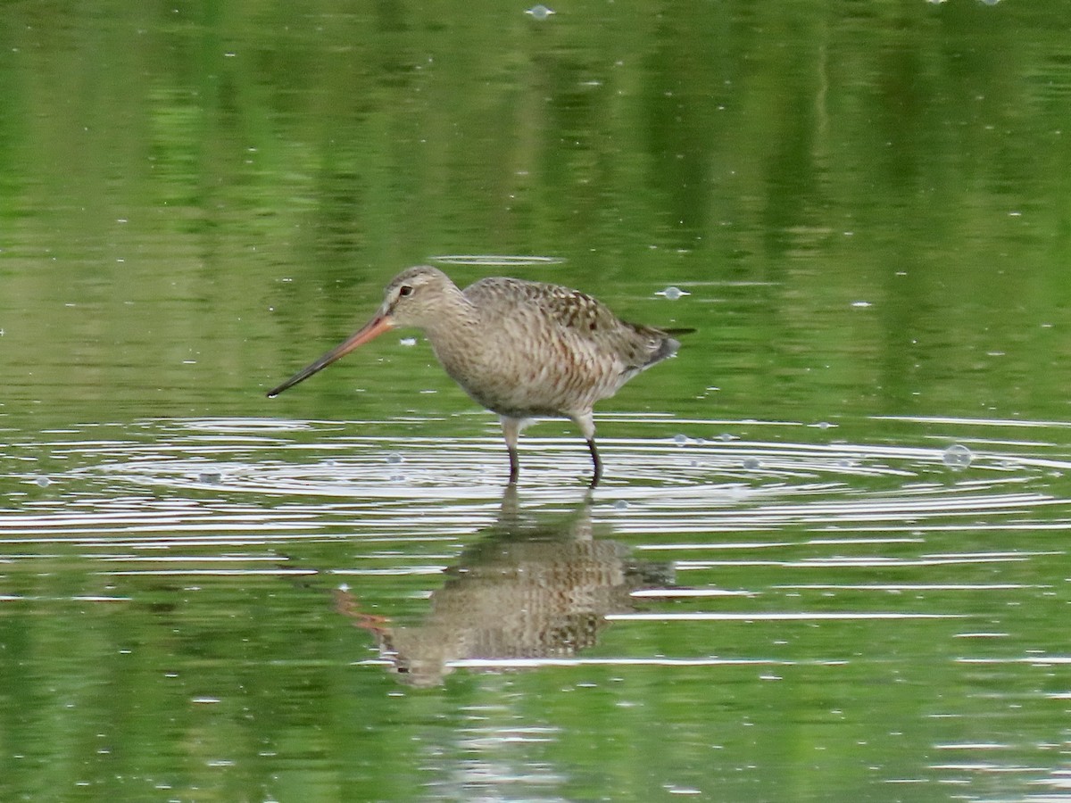 Hudsonian Godwit - Alan  Troyer