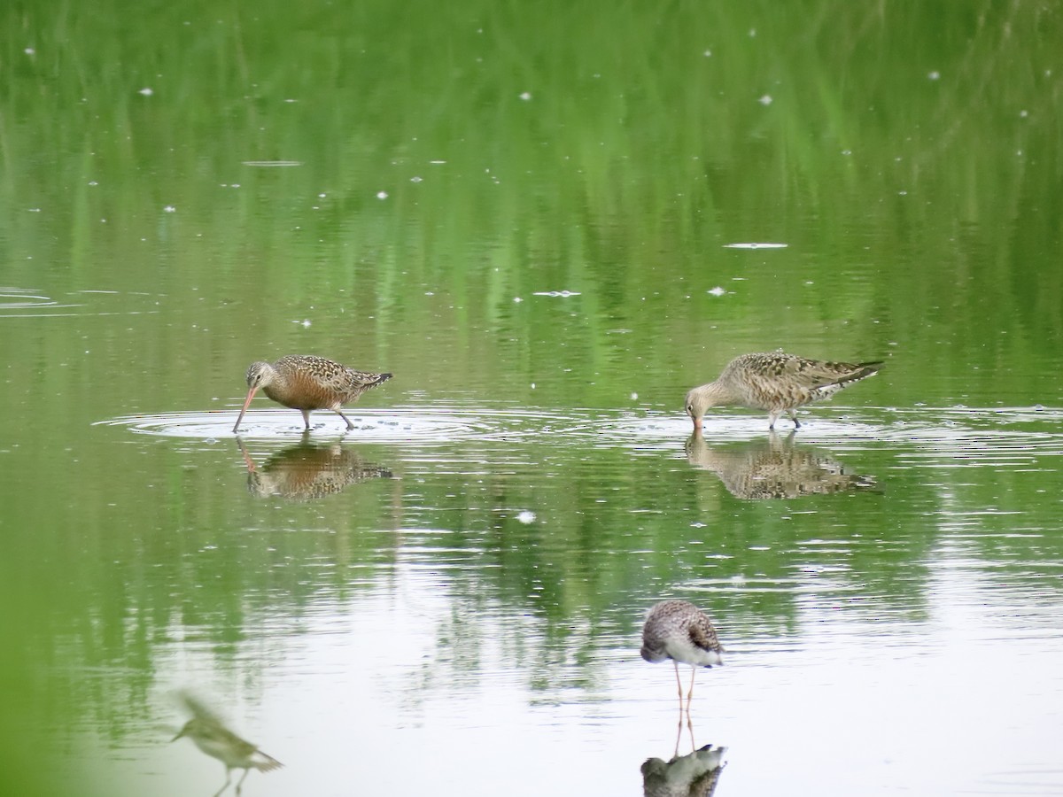 Hudsonian Godwit - Alan  Troyer