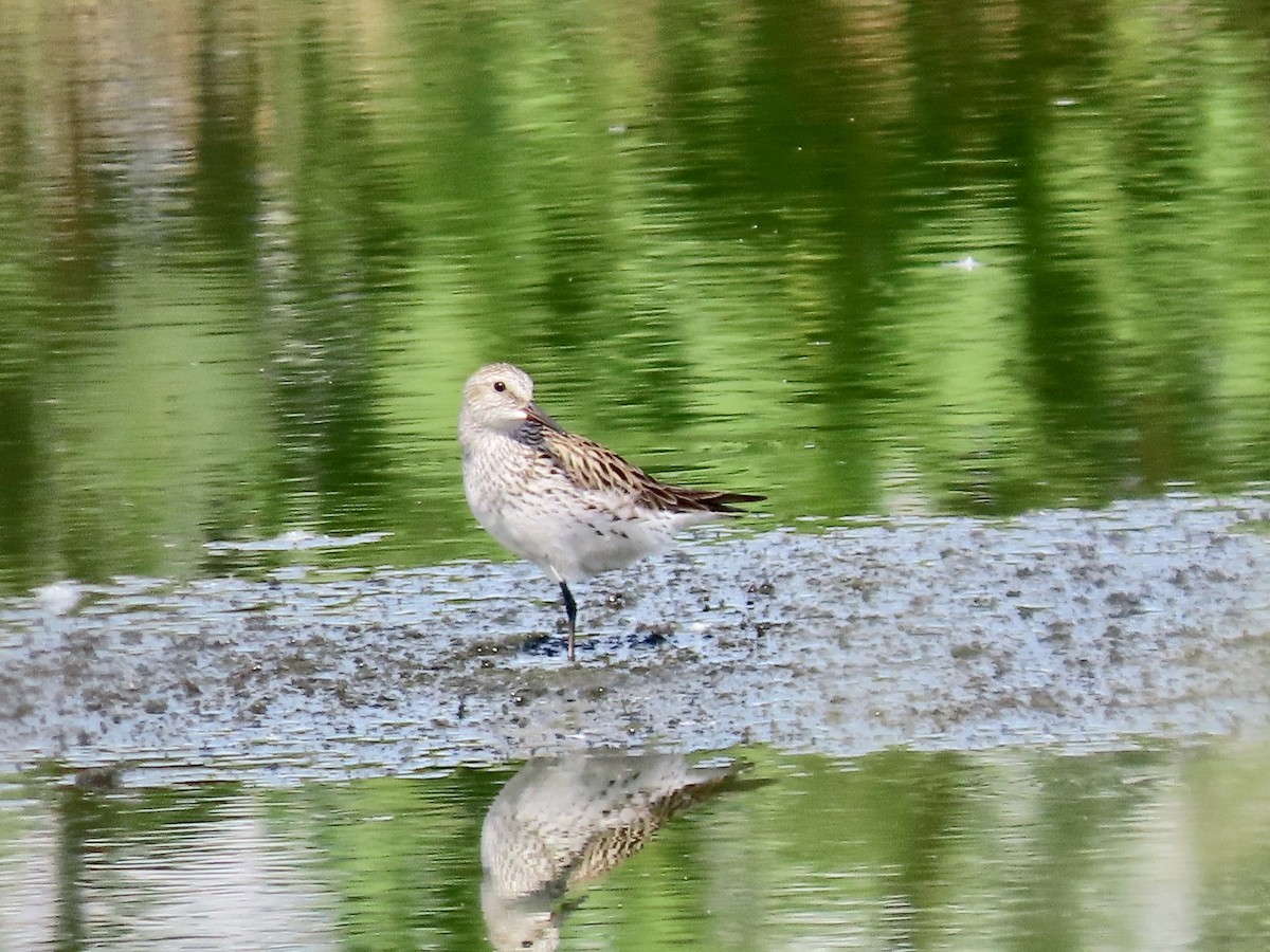 White-rumped Sandpiper - ML619288769