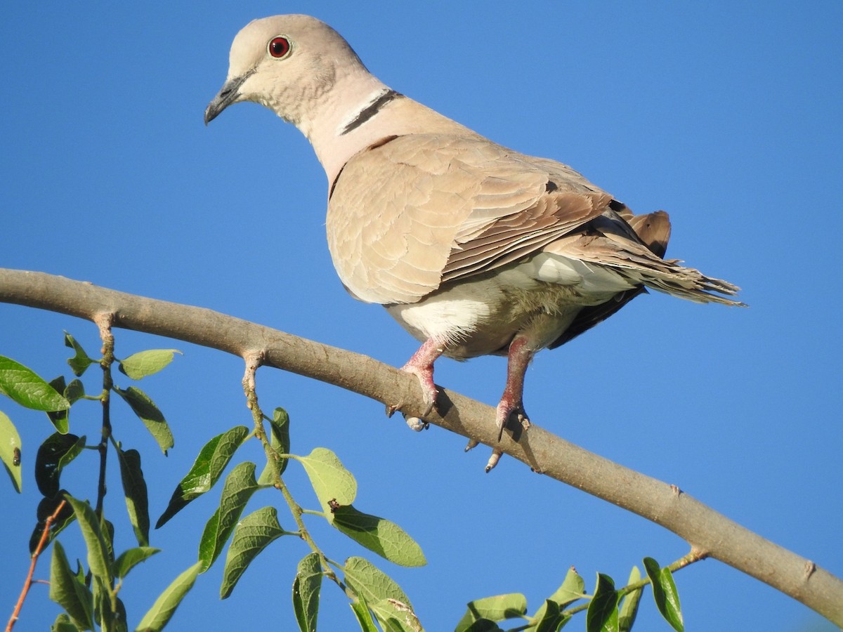 Eurasian Collared-Dove - Jim Valenzuela