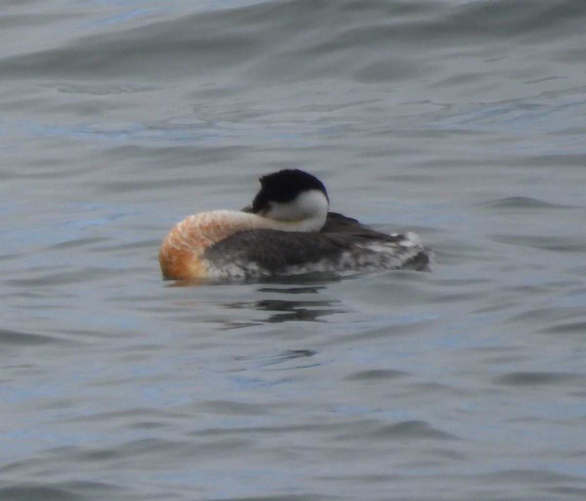 Clark's Grebe - ML619288772