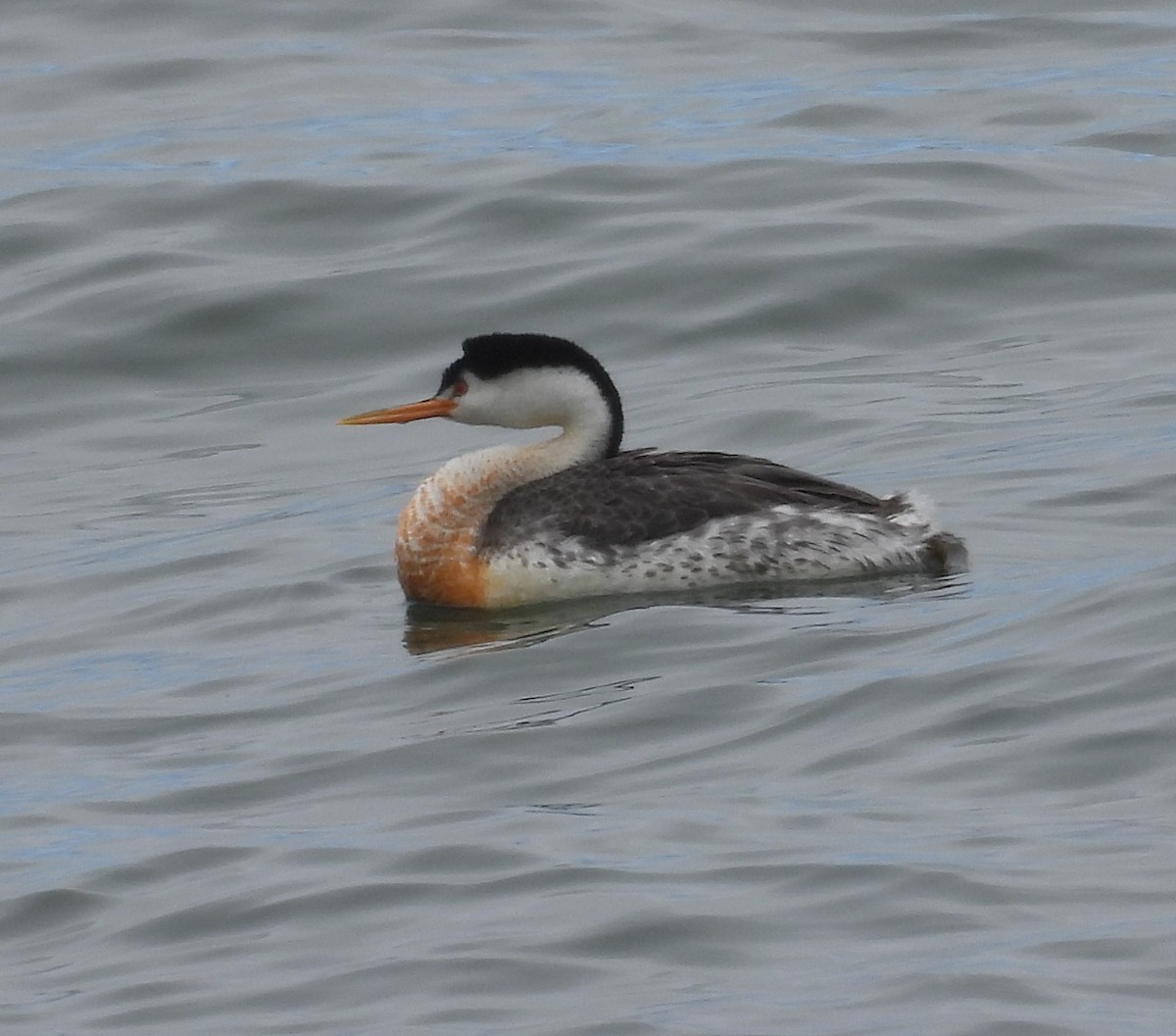 Clark's Grebe - ML619288773