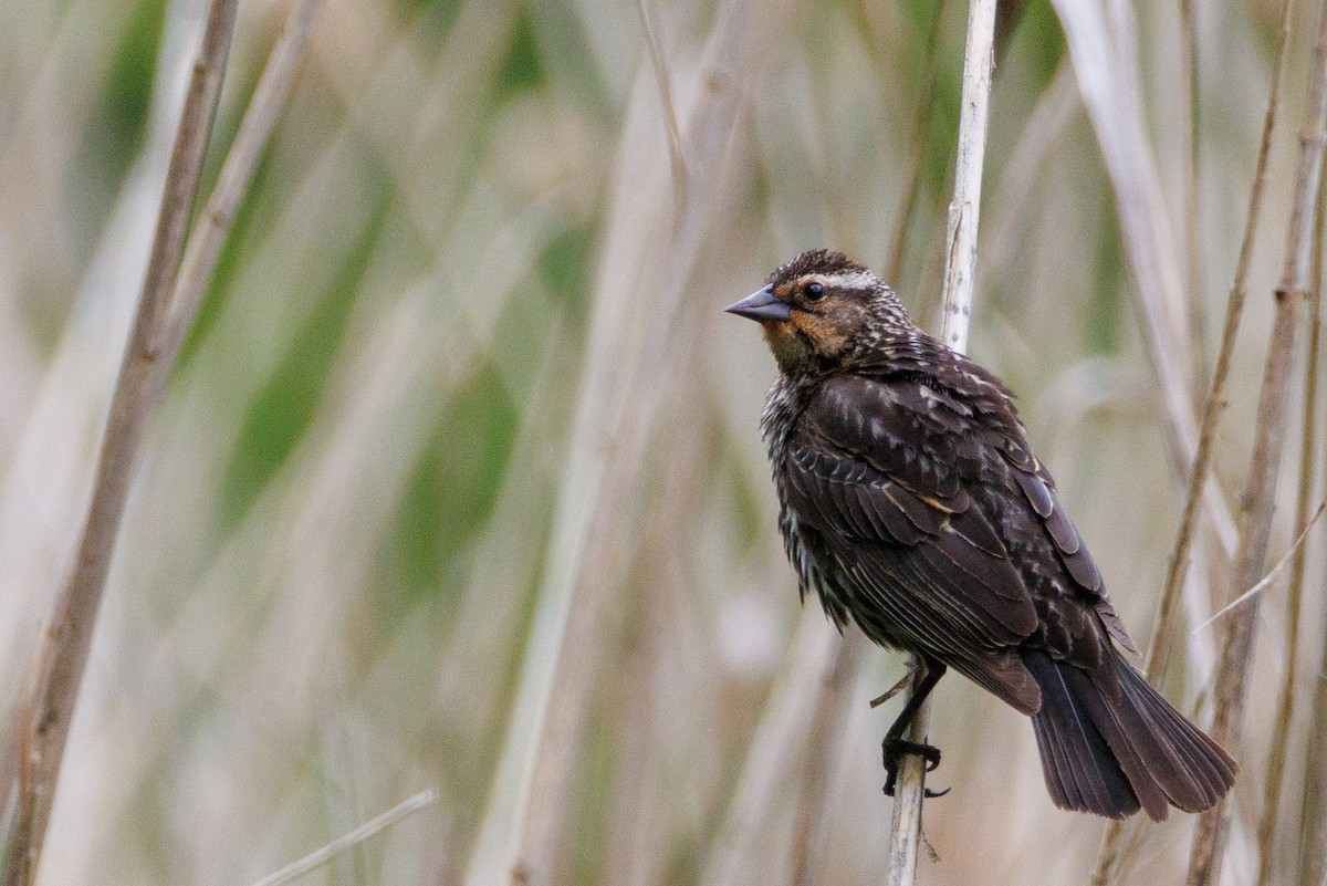 Red-winged Blackbird - Walter D