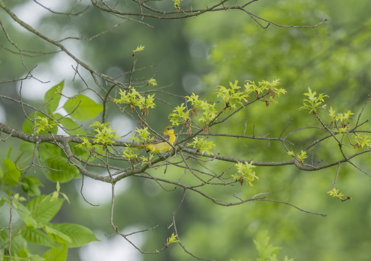 Orchard Oriole - Liz Pettit