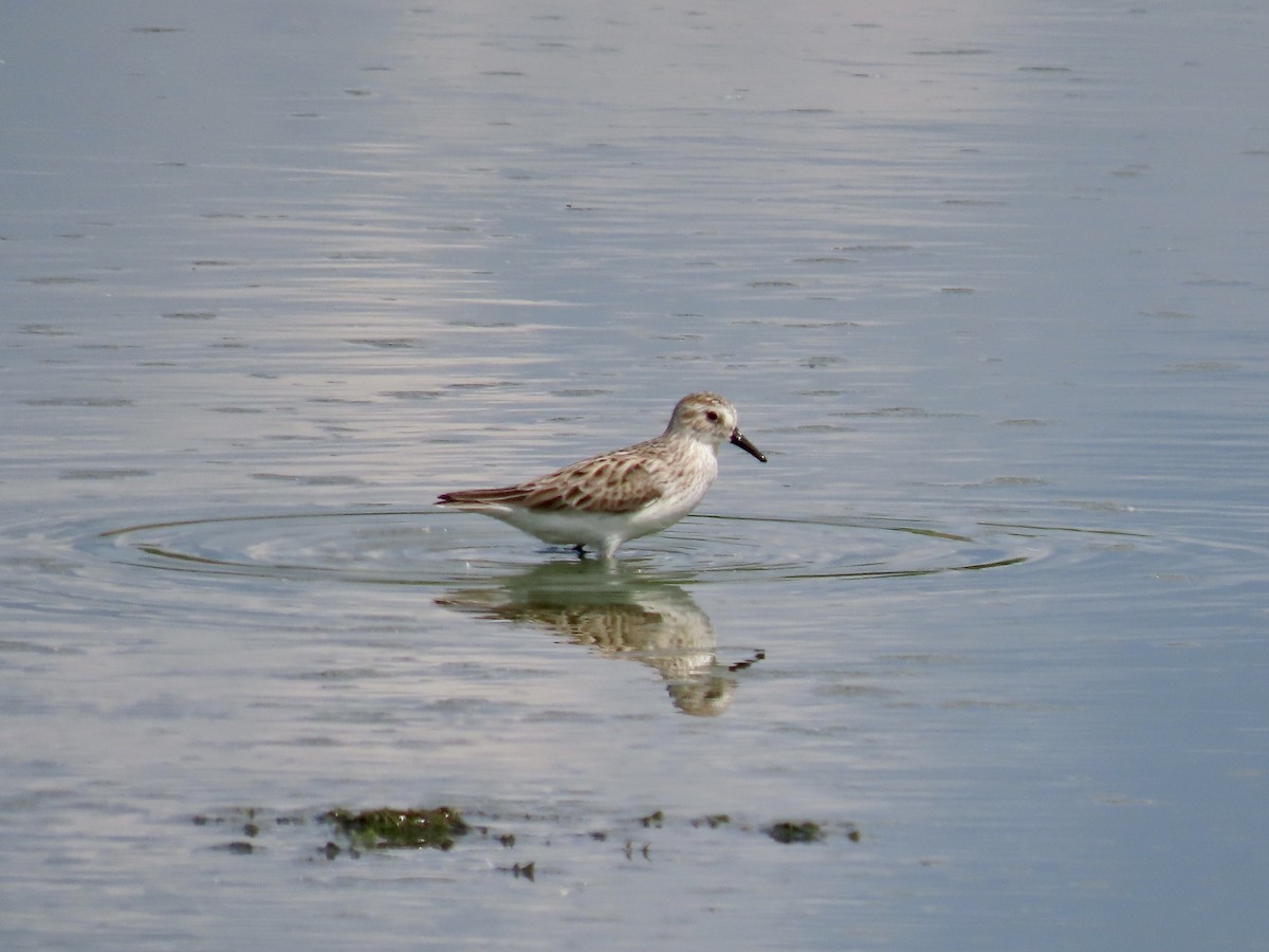 Semipalmated Sandpiper - Alan  Troyer