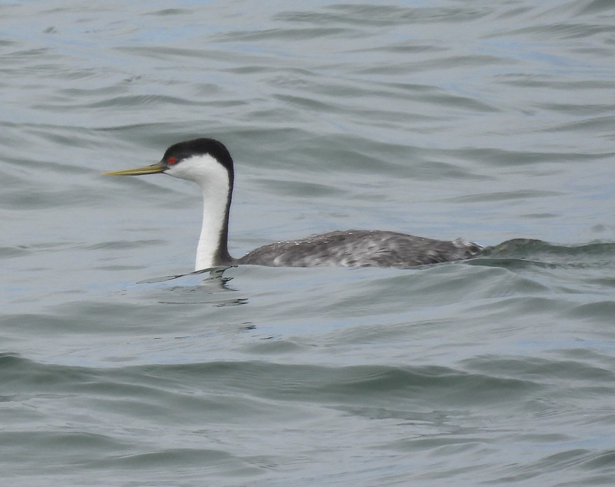 Western Grebe - ML619288795