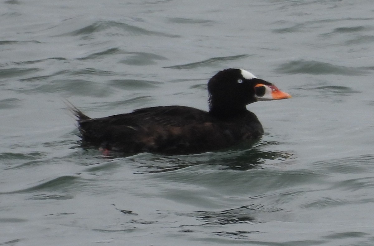 Surf Scoter - ML619288810