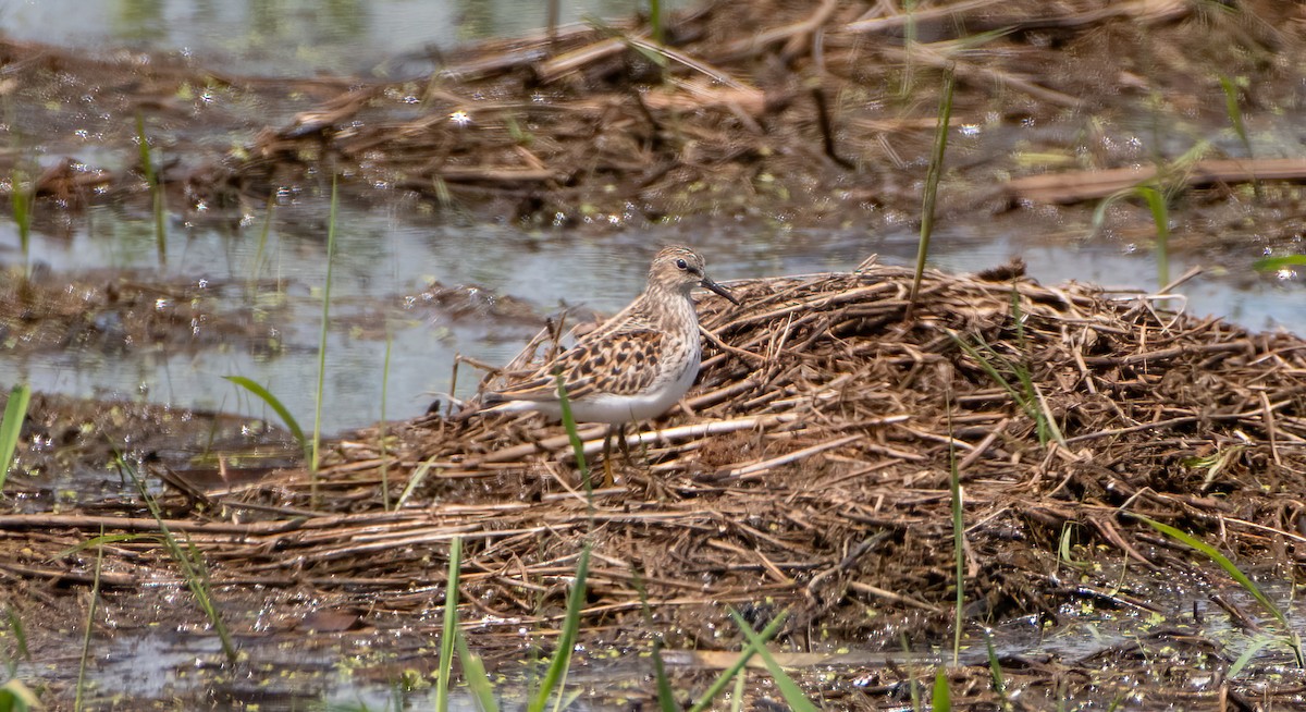 Least Sandpiper - Mike Good