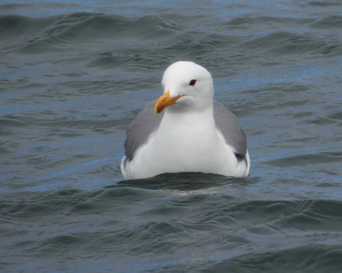 California Gull - ML619288823