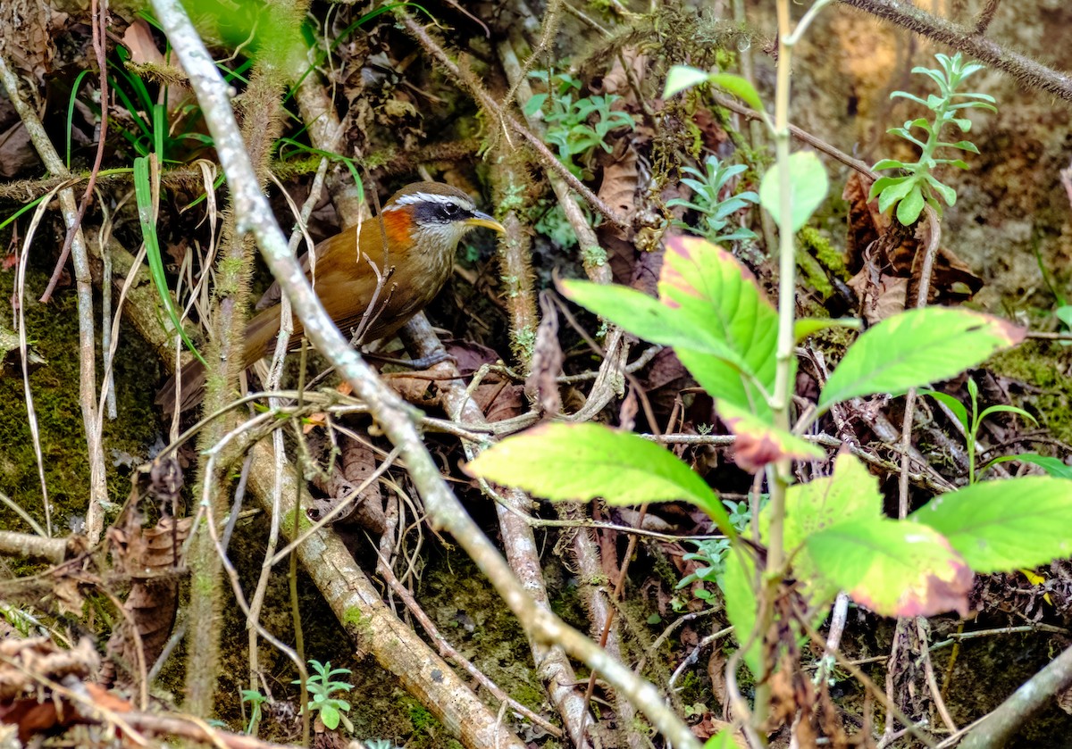 Streak-breasted Scimitar-Babbler - ML619288824