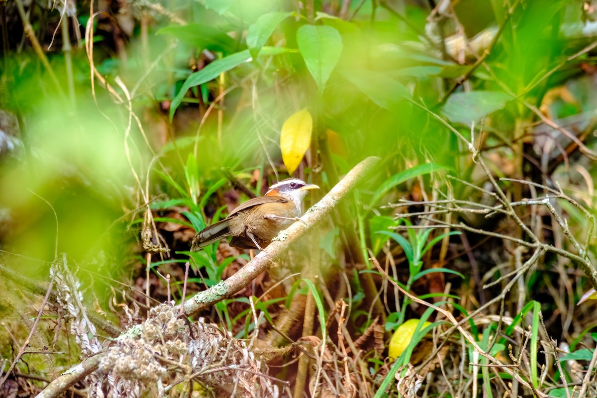 Streak-breasted Scimitar-Babbler - ML619288825