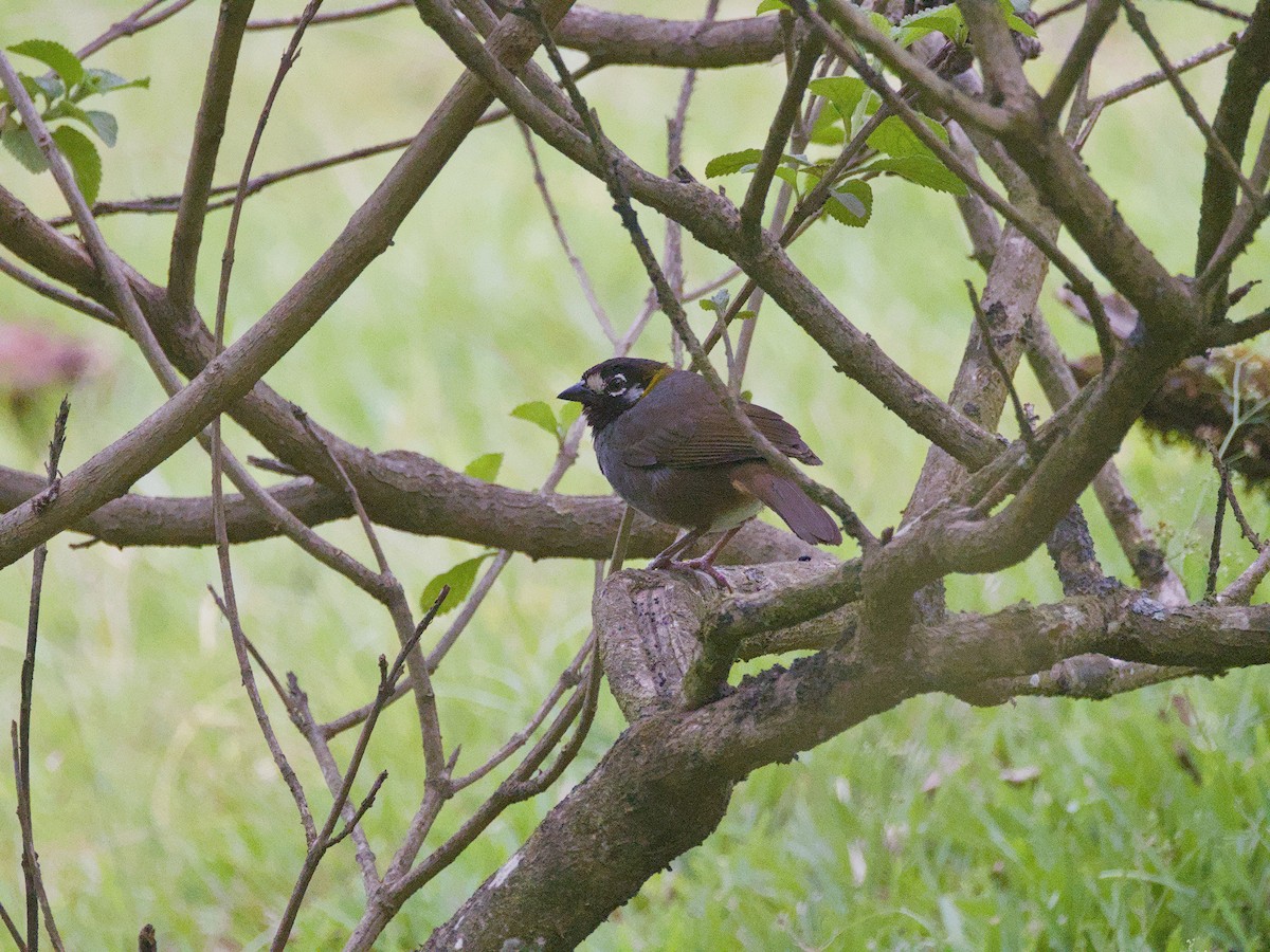 White-eared Ground-Sparrow - Antonio Maldonado
