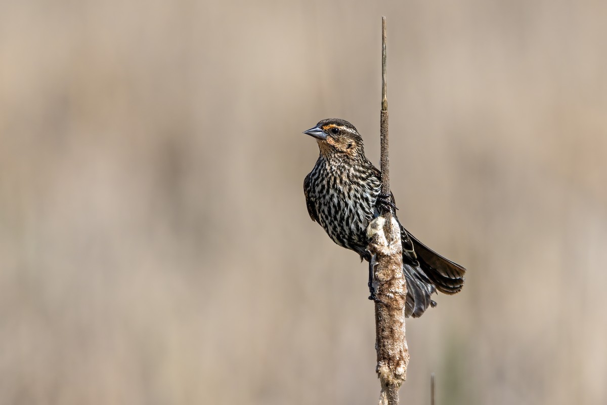 Red-winged Blackbird - ML619288827