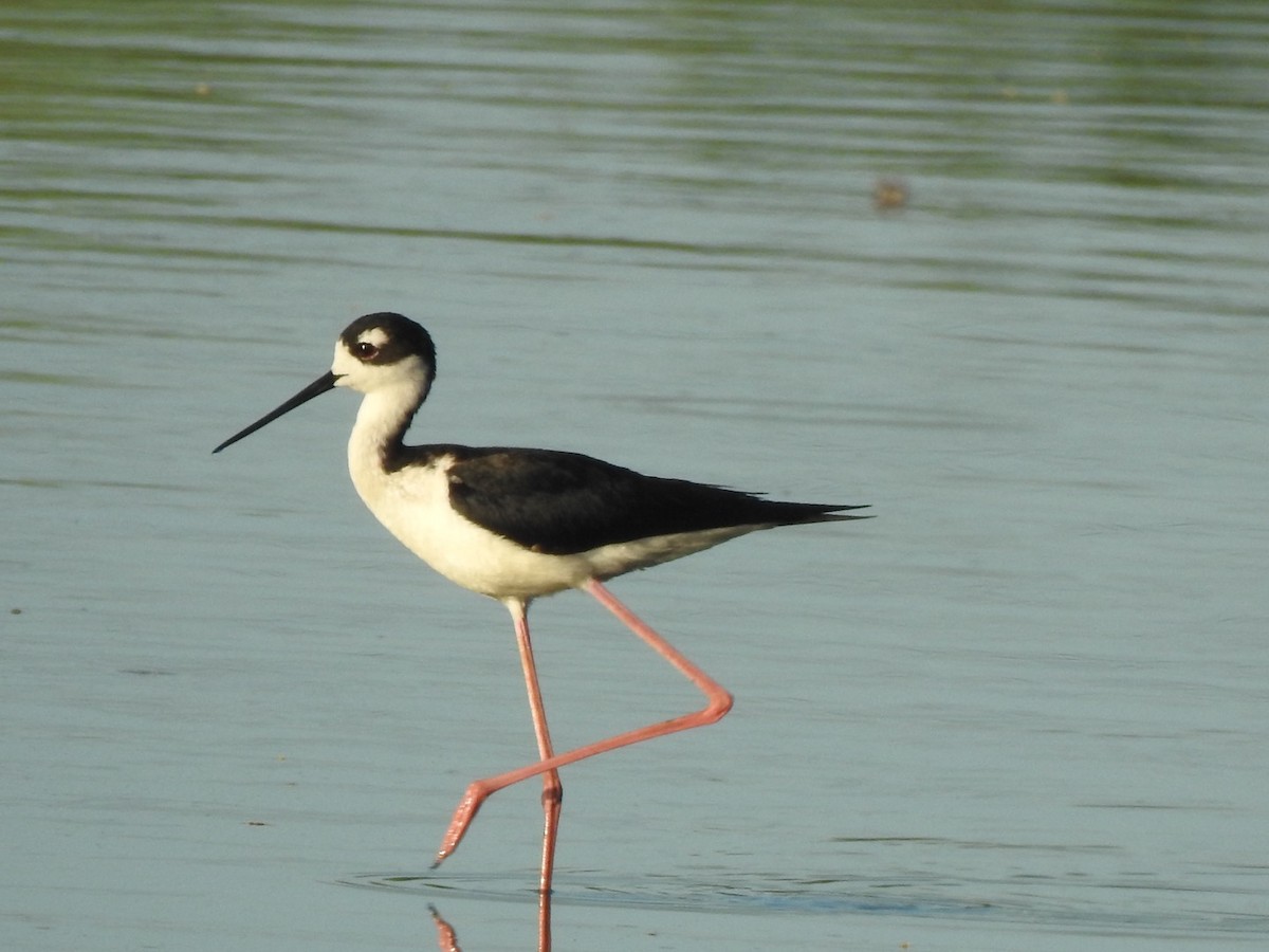 Black-necked Stilt - Jim Valenzuela