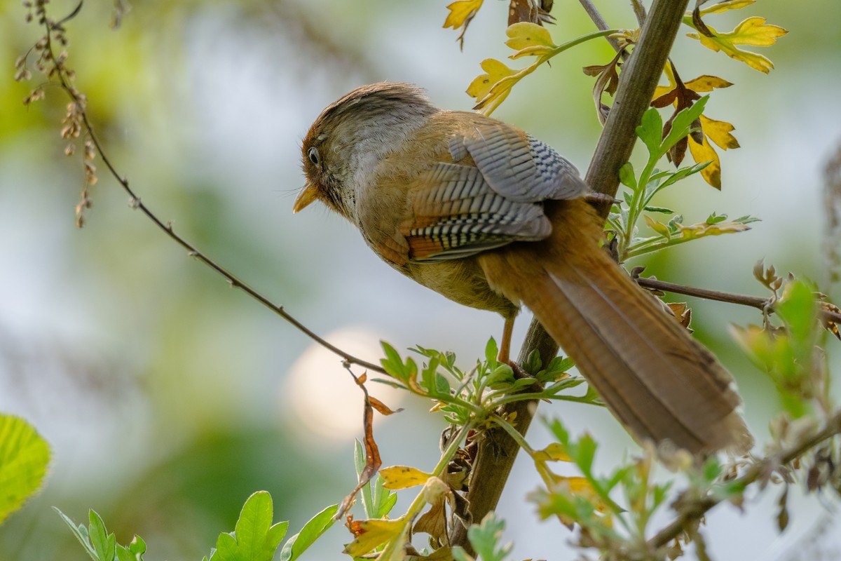 Rusty-fronted Barwing - Nara Jayaraman