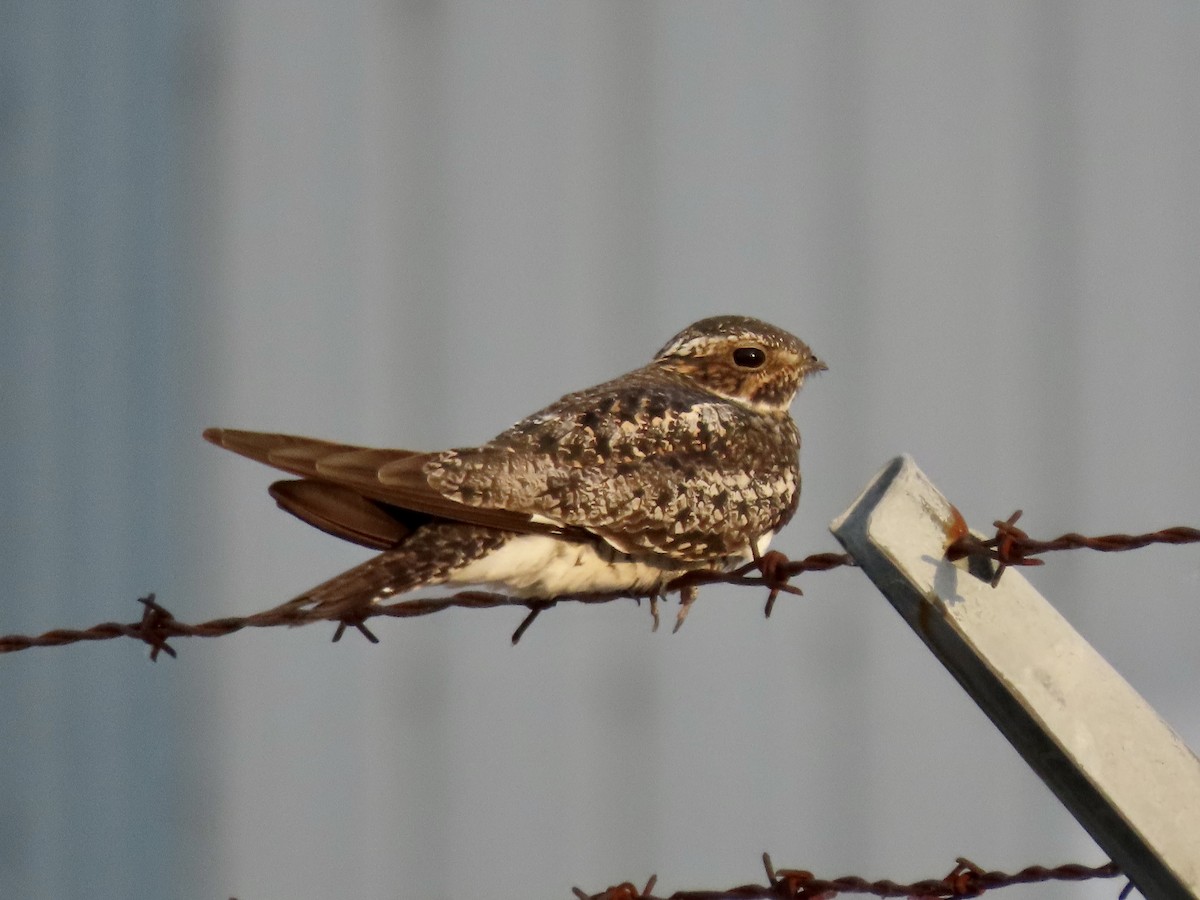 Common Nighthawk - Alan  Troyer