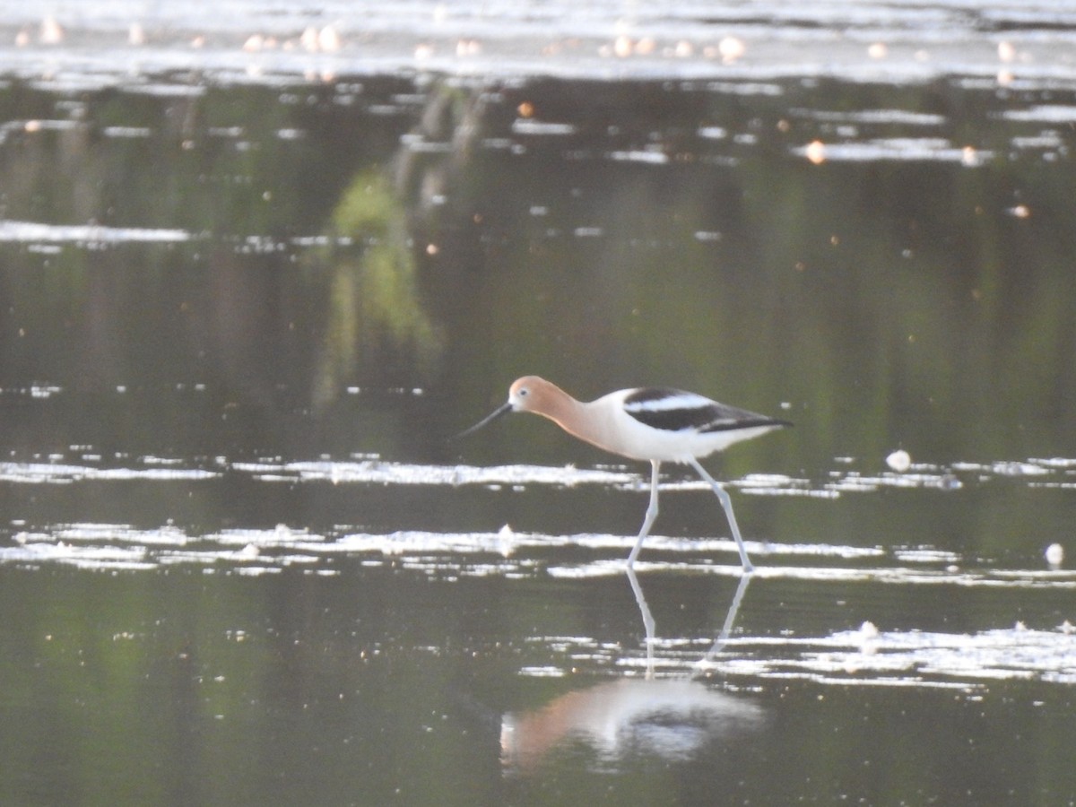 Avocette d'Amérique - ML619288852