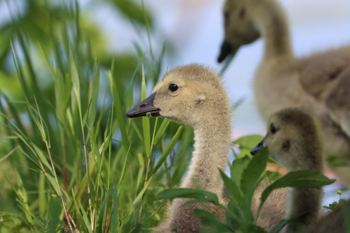 Canada Goose - Lisa Benjamin