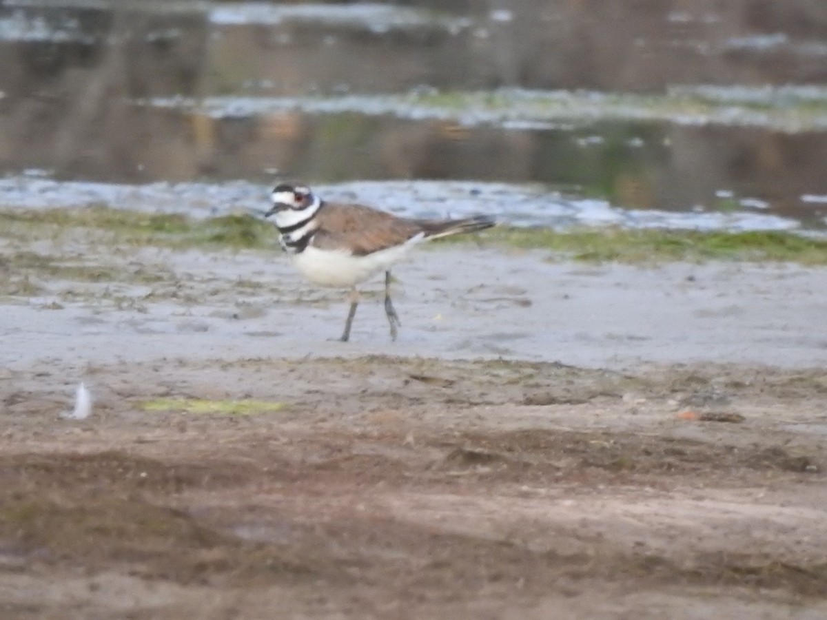 Killdeer - Jim Valenzuela