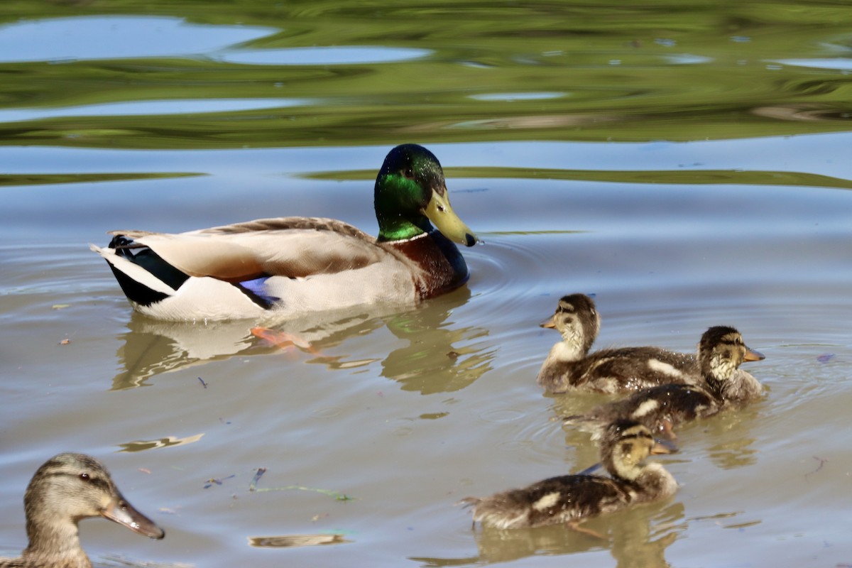 Mallard - Lisa Benjamin