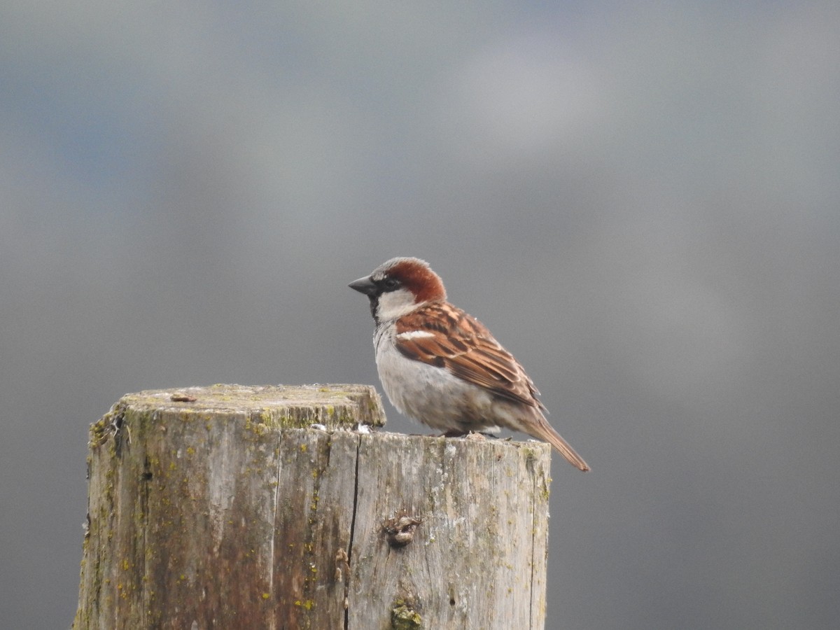 House Sparrow - Peter Erickson